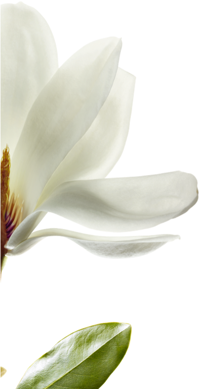 Blooming Magnolia Flower PNG Image