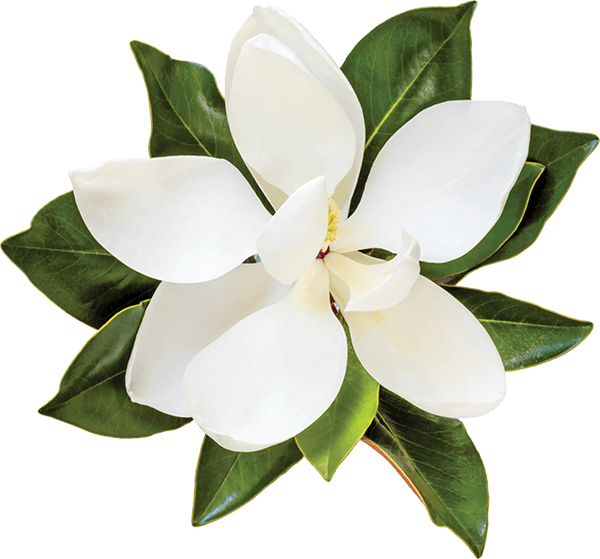 Blooming Magnolia Flower PNG Image