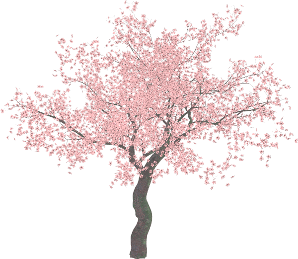 Blooming Magnolia Tree PNG Image