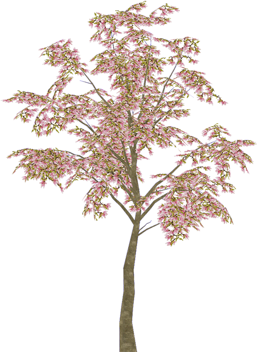 Blooming Magnolia Tree PNG Image