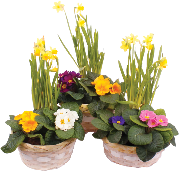 Blooming Narcissusand Primrosesin Baskets PNG Image