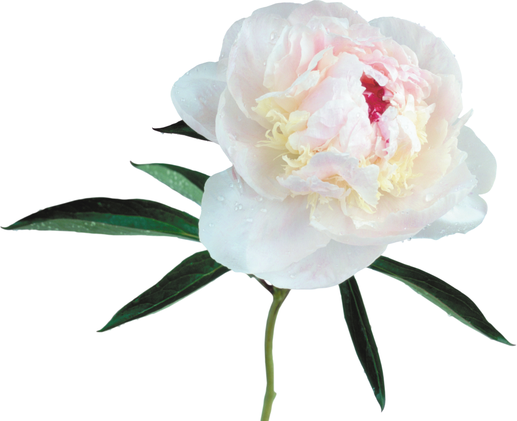 Blooming Peony Flower Transparent Background PNG Image