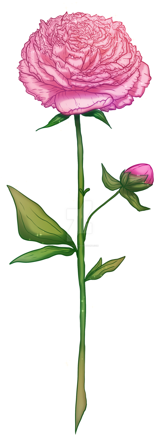 Blooming Peony Illustration PNG Image