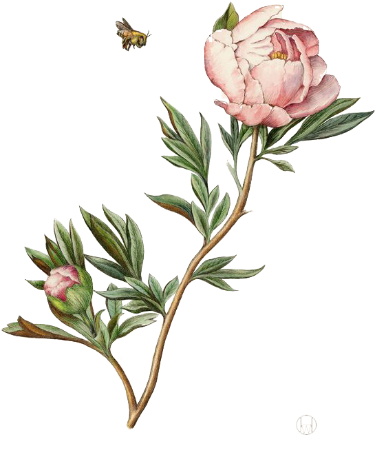 Blooming Peonywith Bee Illustration PNG Image