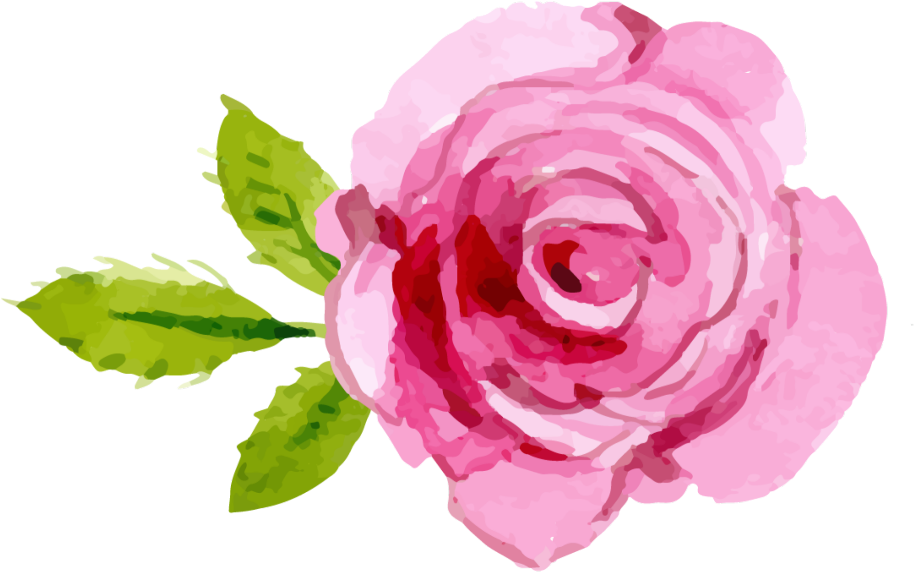 Blooming Pink Rose Illustration PNG Image