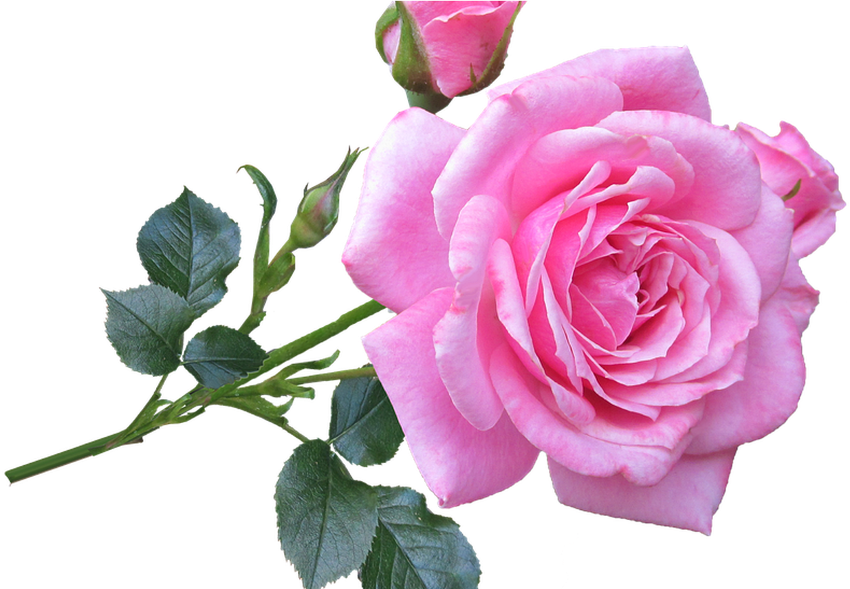 Blooming Pink Rose Transparent Background PNG Image