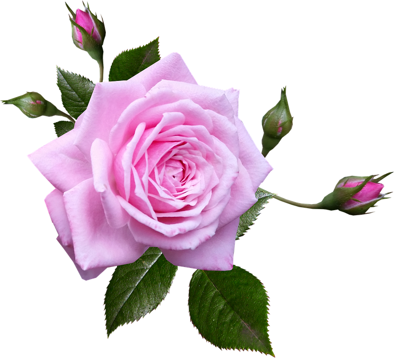 Blooming Pink Rose Transparent Background.png PNG Image