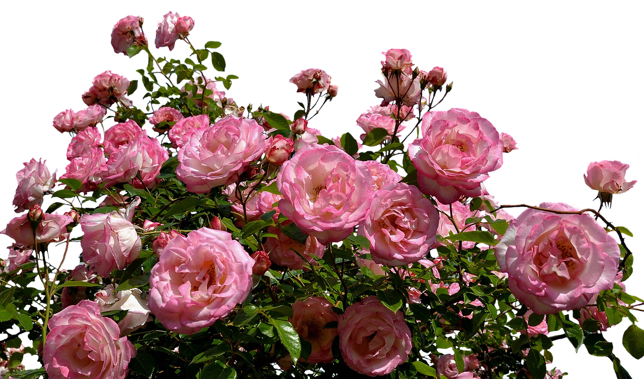 Blooming Pink Roses Against Black Background.jpg PNG Image