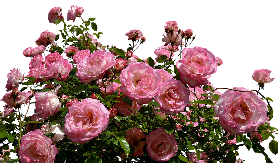 Blooming Pink Roses Against Sky PNG Image