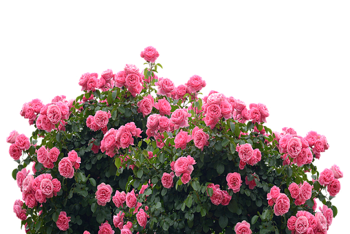 Blooming Pink Roses Black Background.jpg PNG Image