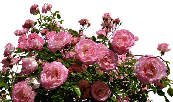 Blooming Pink Roses Black Background PNG Image