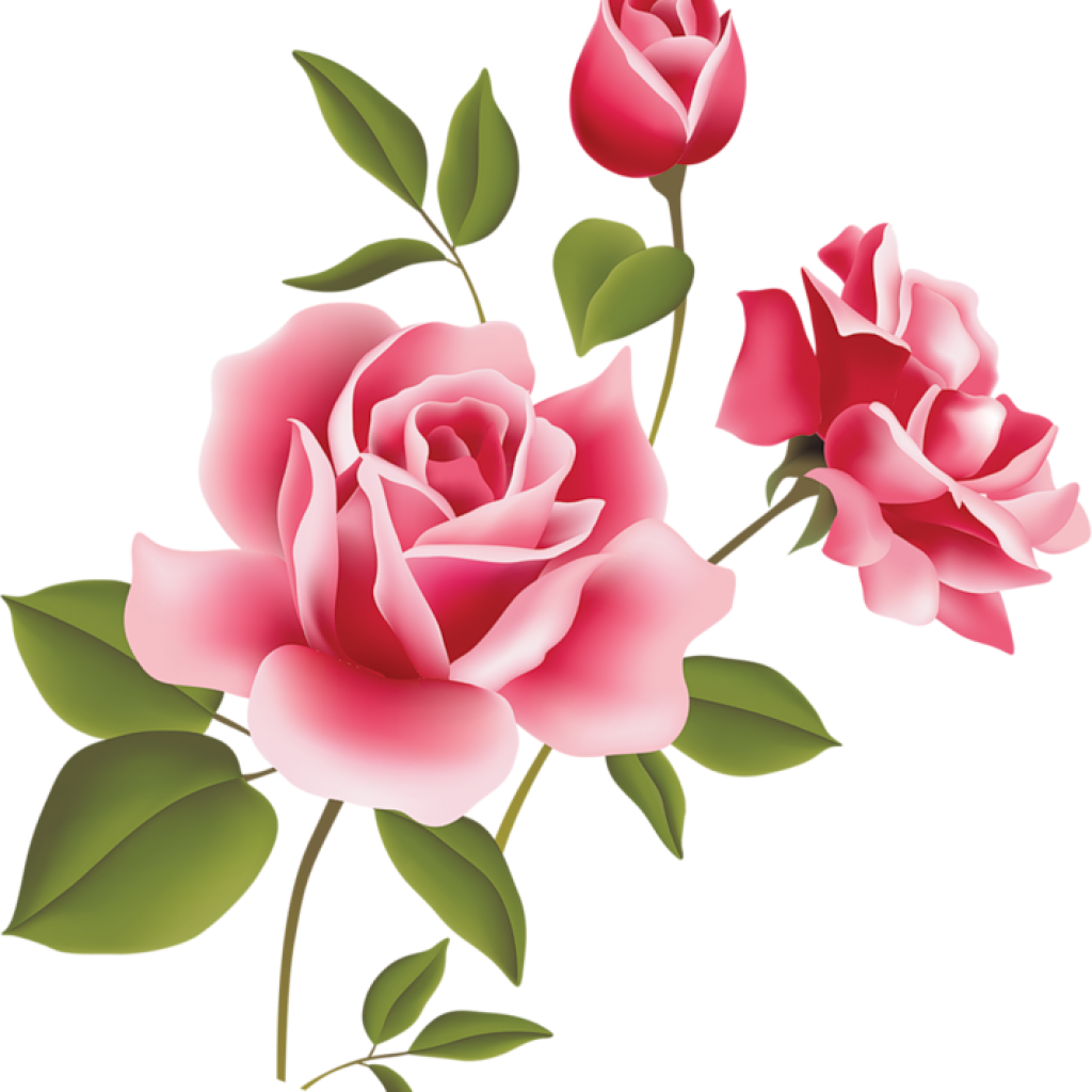 Blooming Pink Roses Illustration.png PNG Image