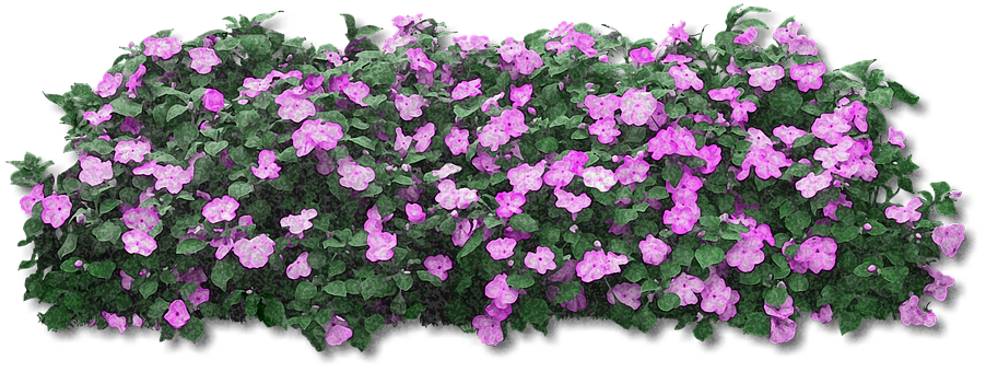 Blooming Purple Flowers Black Background PNG Image