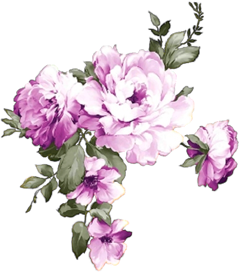 Blooming Purple Peony Flowers PNG Image