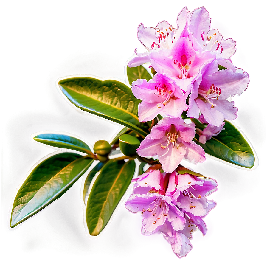 Blooming Rhododendron Png Bhn PNG Image