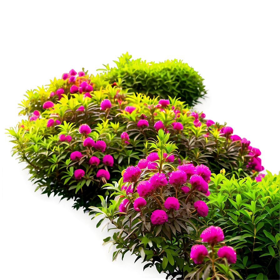 Blooming Shrubs Png 20 PNG Image