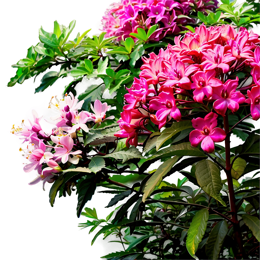 Blooming Shrubs Png Koe PNG Image