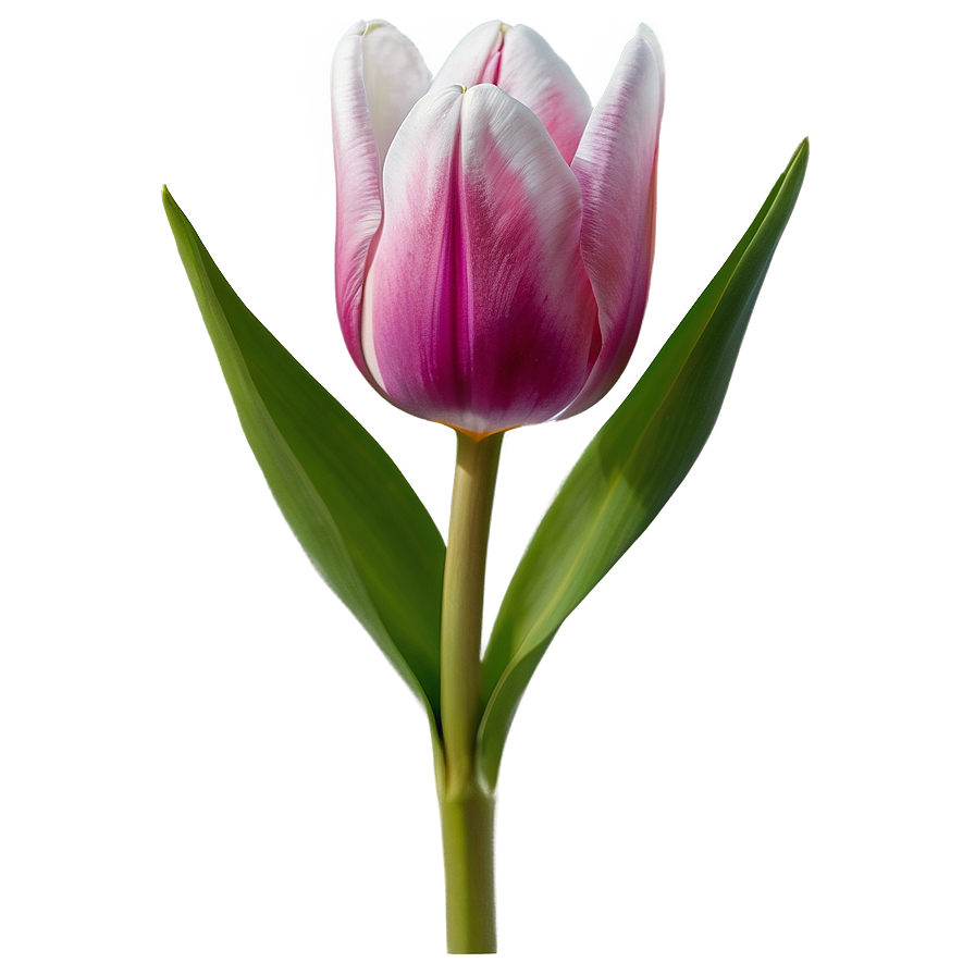 Blooming Tulip Png Tnc76 PNG Image