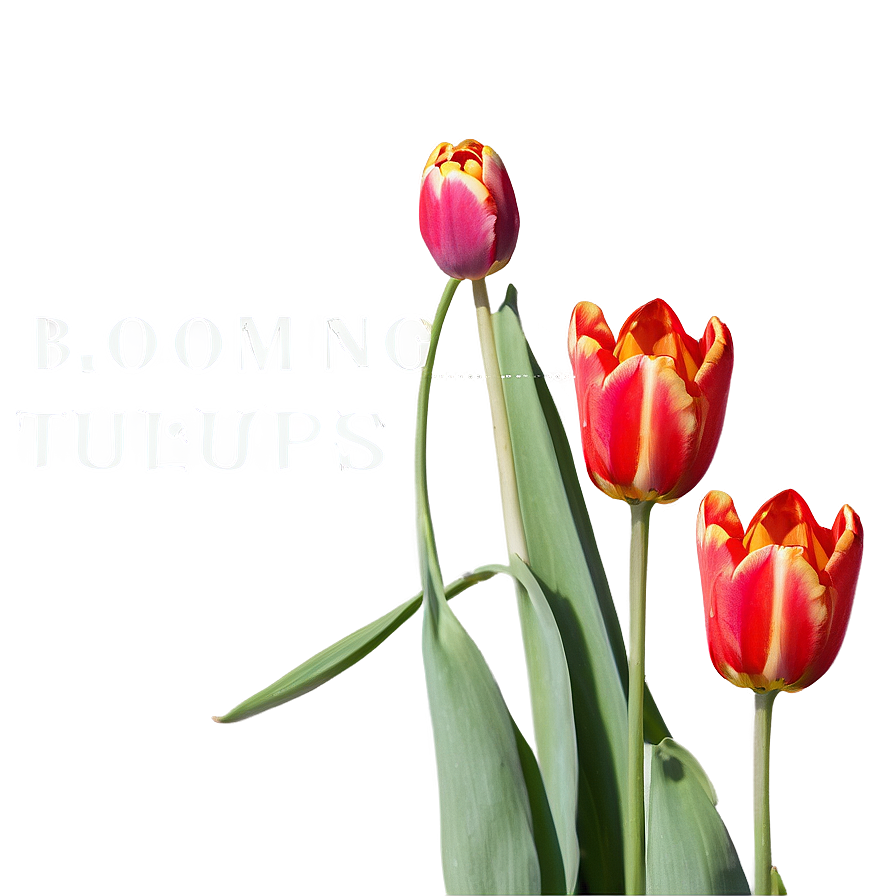 Blooming Tulips Spring Png Lbr47 PNG Image