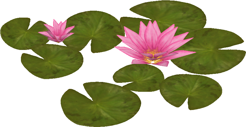 Blooming Water Lilies PNG Image