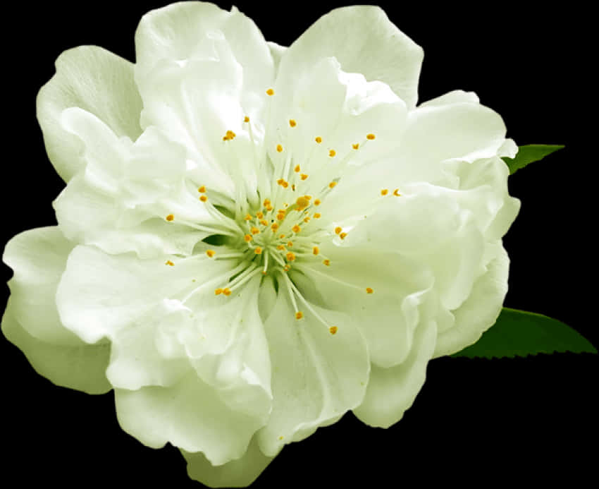 Blooming White Flower Black Background.jpg PNG Image