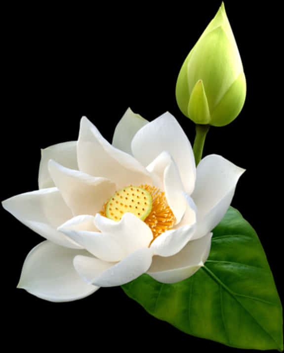 Blooming White Lotus Flower PNG Image