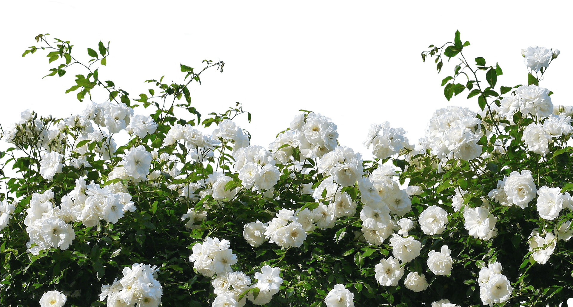 Blooming White Rose Shrub PNG Image