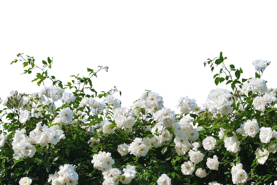 Blooming White Roses Garden Background PNG Image