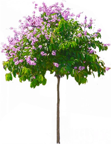 Blossoming Pink Flower Tree PNG Image