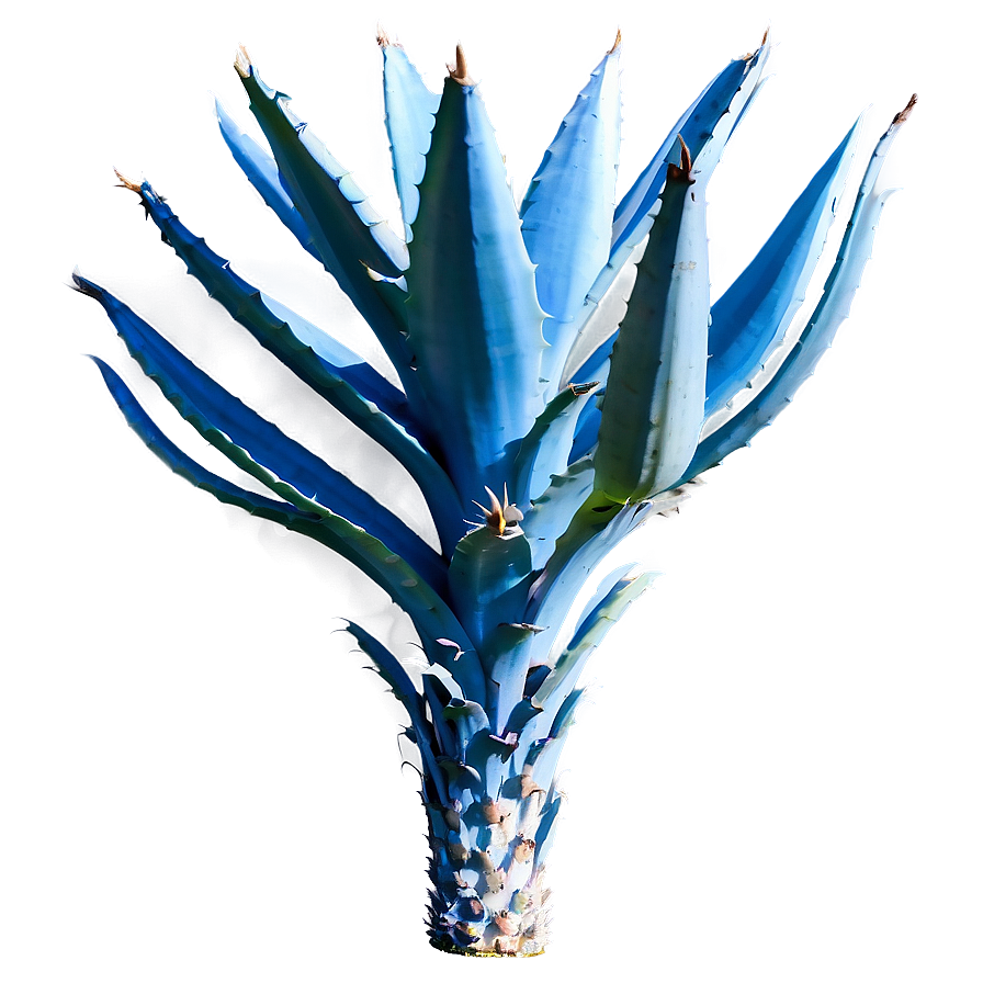 Blue Agave Png Nim43 PNG Image