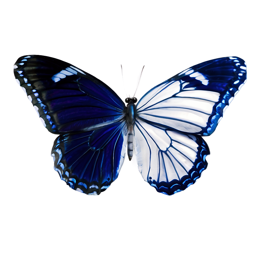 Blue And White Butterflies Png 06132024 PNG Image