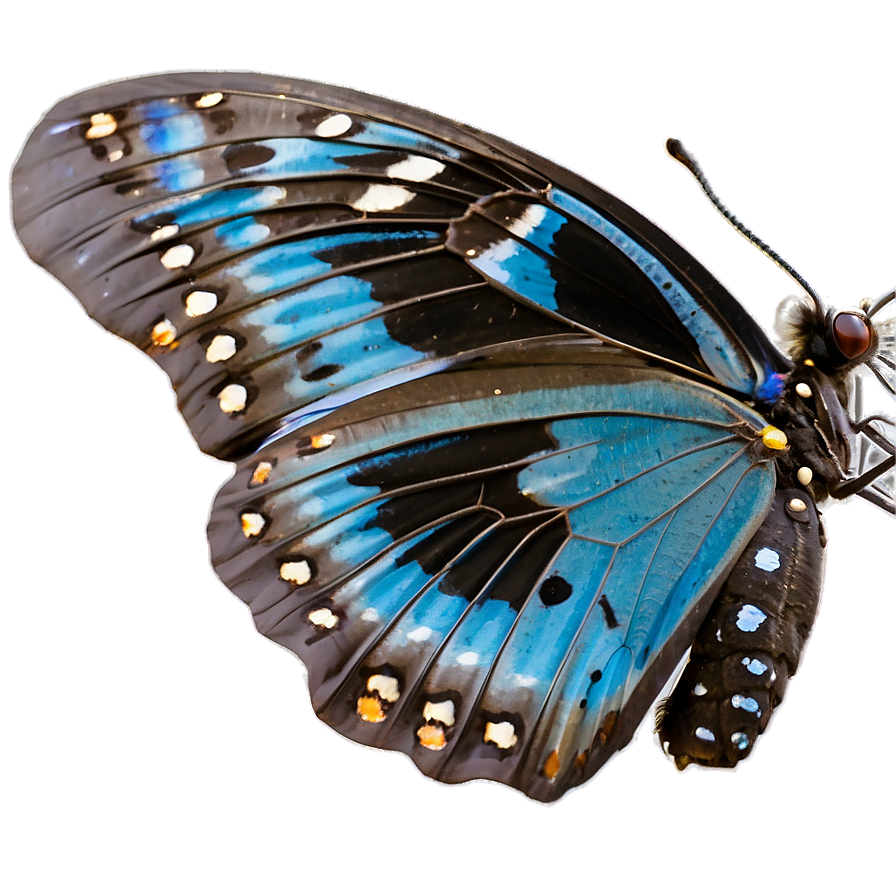 Blue Butterfly In The Wild Png 93 PNG Image