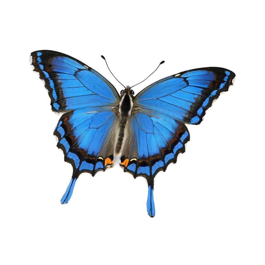 Blue Butterfly In The Wild Png Iia PNG Image