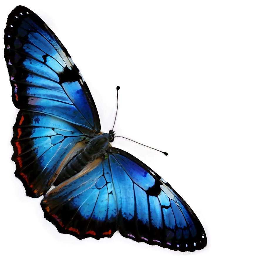 Blue Butterfly On White Png 05212024 PNG Image