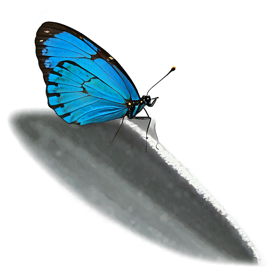 Blue Butterfly With Shadow Png 18 PNG Image