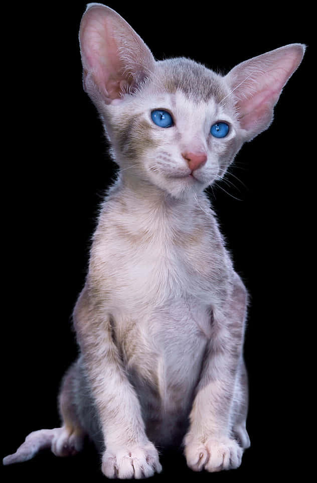 Blue Eyed Kittenwith Large Ears PNG Image