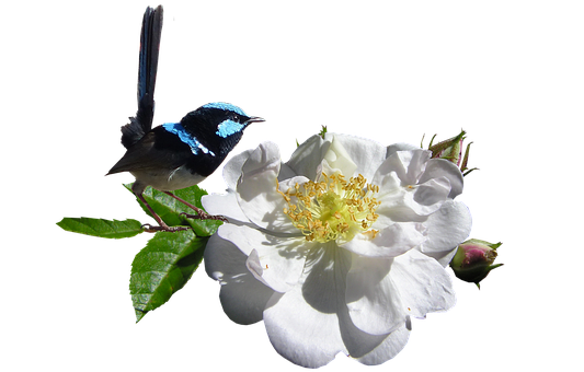 Blue Fairy Wrenon White Flower PNG Image