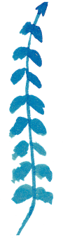 Blue Fern Xray Image PNG Image