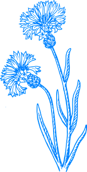 Blue Floral Sketchon Black Background PNG Image