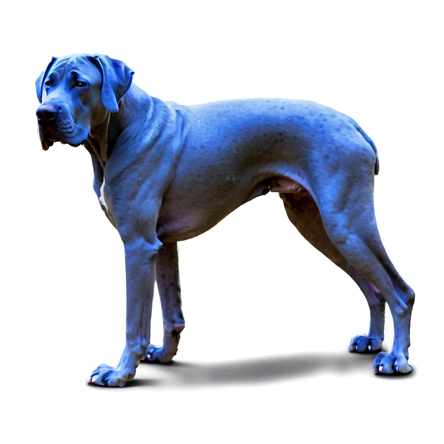 Blue Great Dane Png Pbt PNG Image