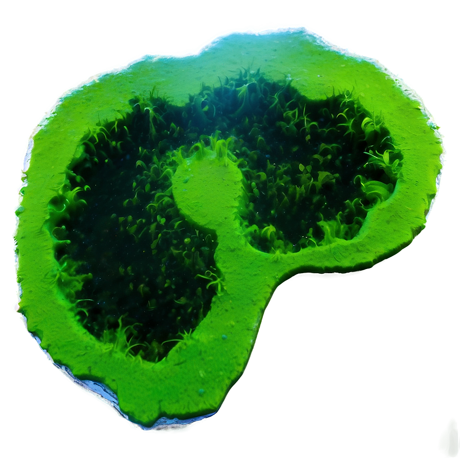 Blue-green Algae Picture Png 16 PNG Image