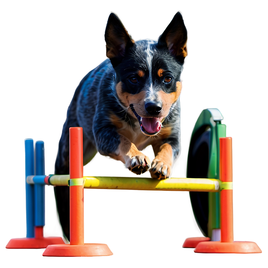 Blue Heeler Agility Course Png Xnp3 PNG Image