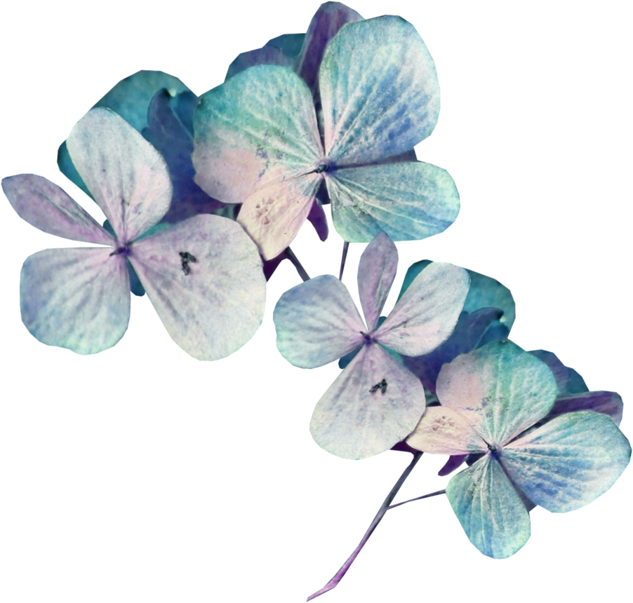 Blue Hydrangea Flowers Transparent Background PNG Image