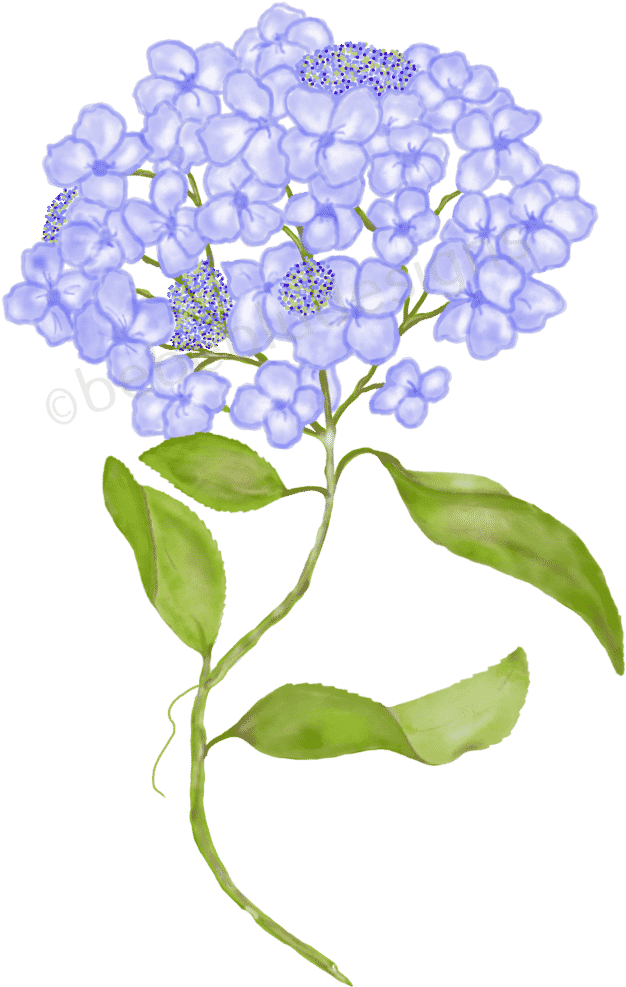 Blue Hydrangea Illustration PNG Image