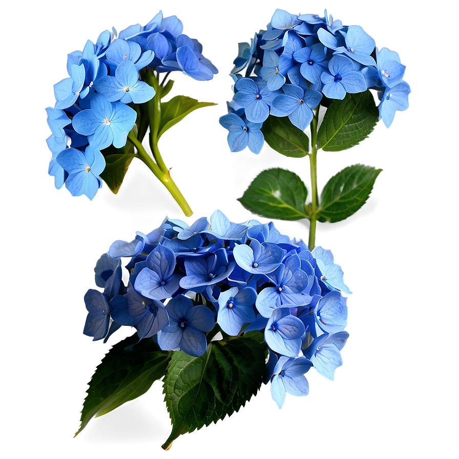 Blue Hydrangea Png 05242024 PNG Image