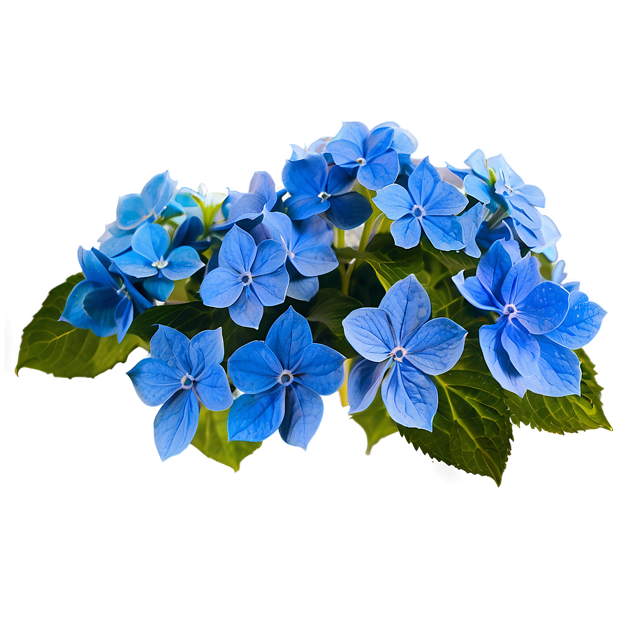 Blue Hydrangea Png Mjn PNG Image