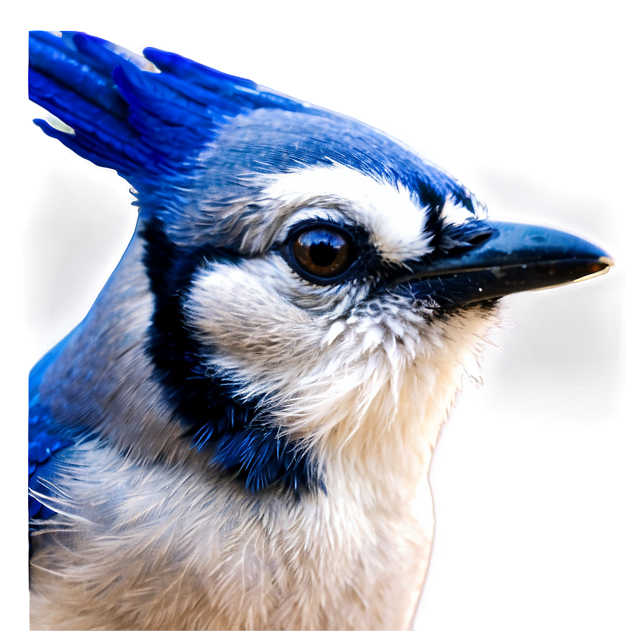 Blue Jay Close-up Png Jgi PNG Image