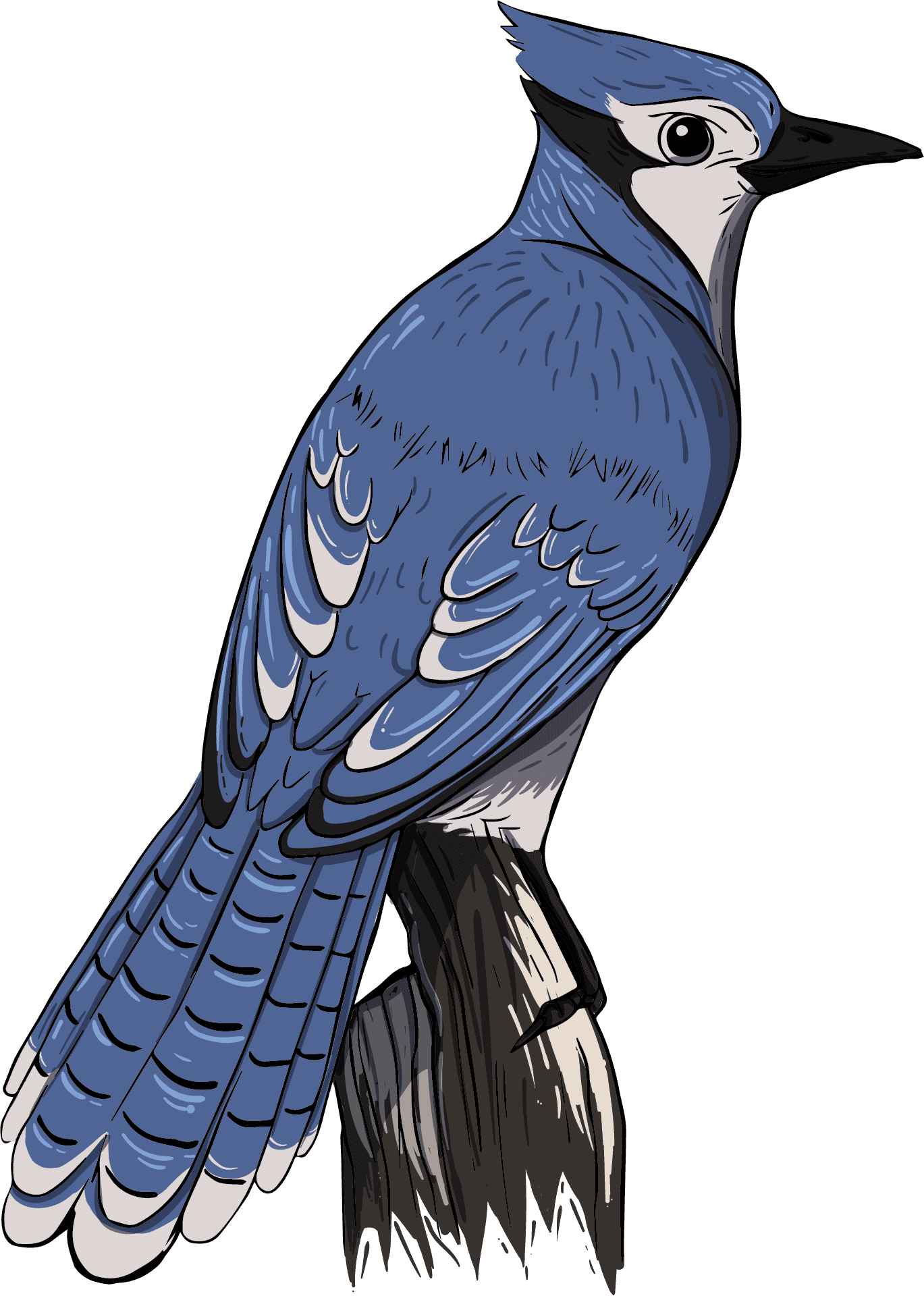 Blue Jay Illustration.png PNG Image