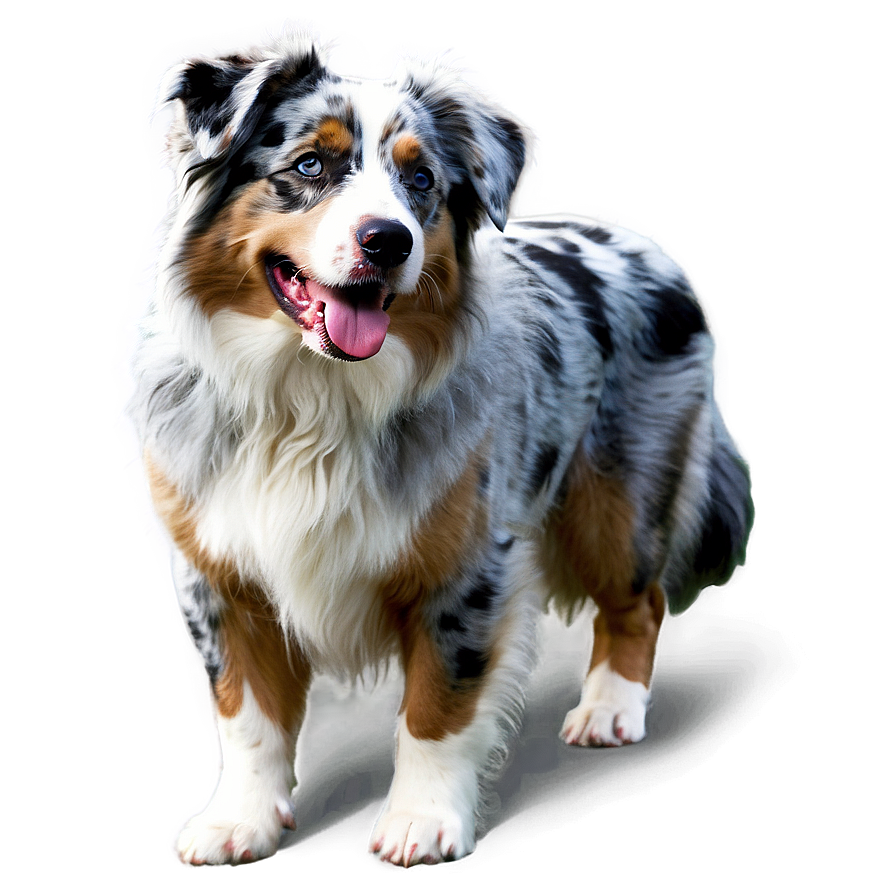 Blue Merle Australian Shepherd Png 06202024 PNG Image