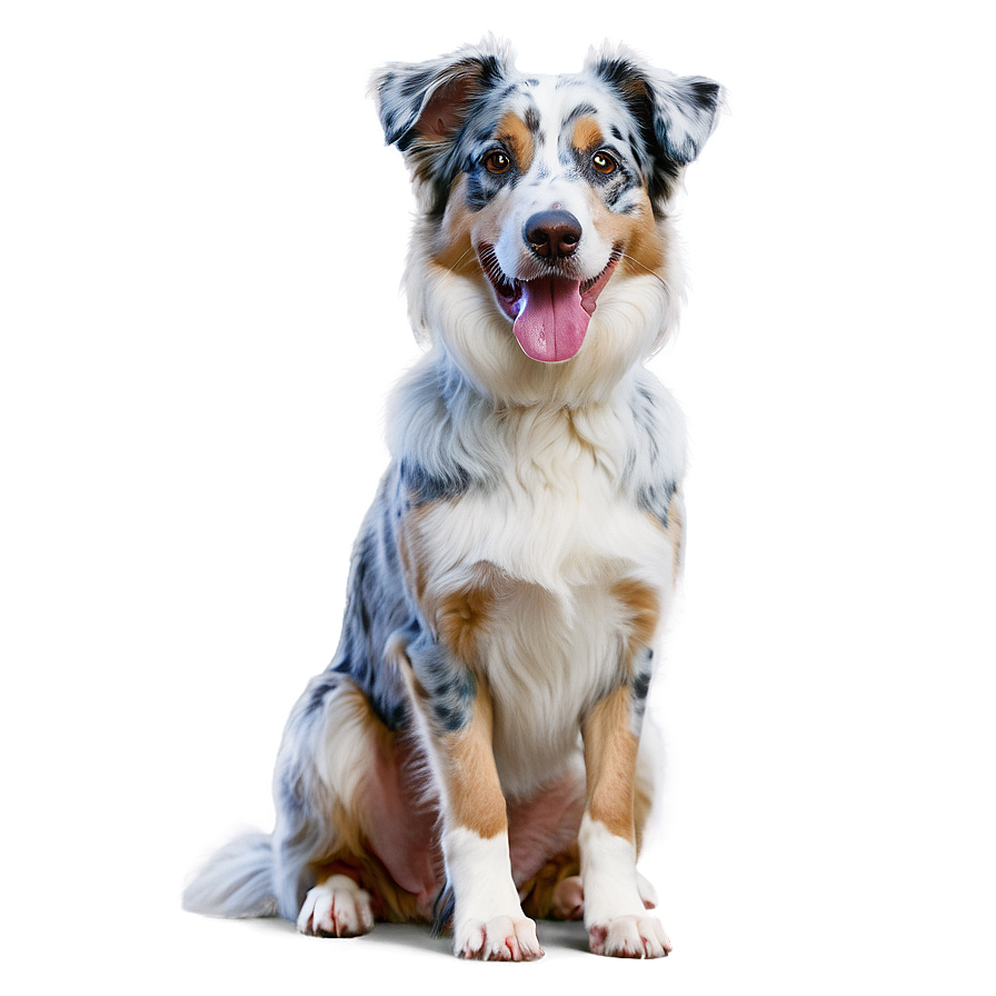 Blue Merle Australian Shepherd Png 06202024 PNG Image